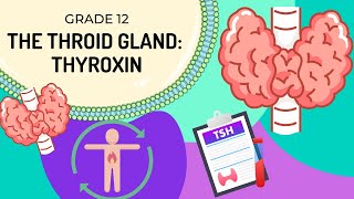 INTRO to THYROXIN  How the body regulates metabolism via TSH and Thyroxin [upl. by Tsai]