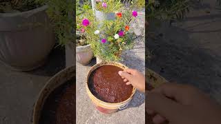 Cocopeat quality test 😱monsoongarden gardenflowers reels garden [upl. by Ahsilet]