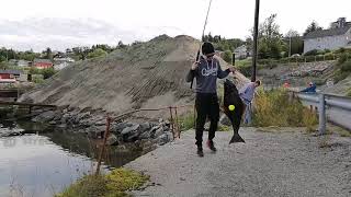 12 kg Halibut on whole mackerel as bait on baitrig from shore in Kolvereid Norway [upl. by Irac]