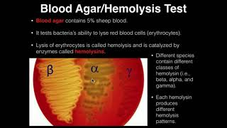 Microbiology HemolysisBlood Agar [upl. by Yrallam580]