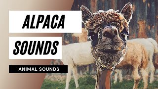 Sound of Alpaca Grunts  animal alpacas  bit sounds [upl. by Shayla]