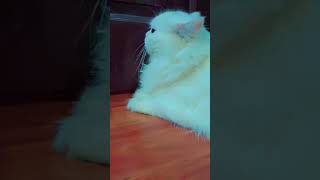 Rani😜Ne vodka pi li tranding viralvideo viralshort cat catlover catcomedy today [upl. by Tod]