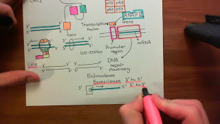 Homologous Recombination for Double Strand Breaks Part 4 [upl. by Gabriele]