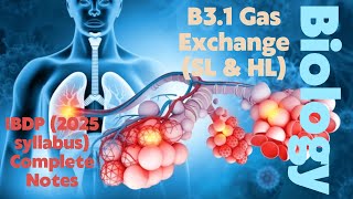 IBDP Biology B31 Gas Exchange SL amp HL 2025 Syllabus Full Notes [upl. by Nnyw250]