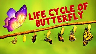 Life Cycle of a Butterfly Stages of Butterfly  3d Animation Video  SaKee Kids [upl. by Airtina]