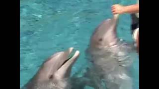 Dolphins do tricks [upl. by Abdulla]