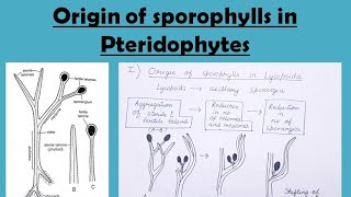 Origin of sporophylls in pteridophytes [upl. by Derfnam]