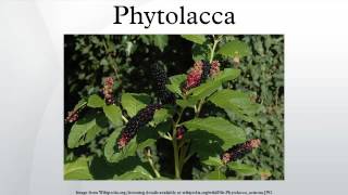 Phytolacca [upl. by Keeler687]