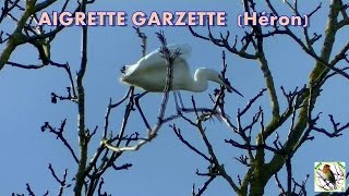 AIGRETTE GARZETTE un peu cassecou [upl. by Romie]