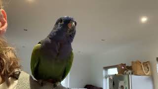 Blueheaded Pionus parrot Kobe talking on my shoulder [upl. by Weiner]