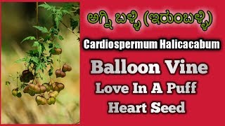 ಅಗ್ನಿ ಬಳ್ಳಿ Cardiospermum Halicacabum Balloon Vine Heart Seed [upl. by Brill]