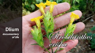 Keji beling Strobilanthes crispa [upl. by Jinny31]