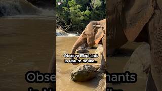 Responsible Elephant Experience❤️ joyelephantsanctuary elephant animallover [upl. by Mathian]