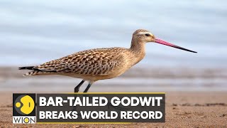 WION Climate Tracker Bartailed Godwit breaks world record flies from Alaska to Tasmania [upl. by Noyes]