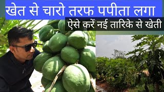 खेत से चारो तरफ पपीता लगा ऐसे करें नई तारिके से खेती papaya planted all around the farm [upl. by Tierney]