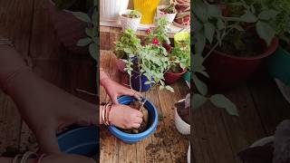 Repotting of rose 🌹🌹 plant repotting update 18balconygarden repotting rose [upl. by Charlot]