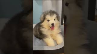 Cute Puppy Barking Is The Cutest Sound Ever [upl. by Marius853]