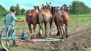 Strong Belgian Draft Horses Working on the Farm  Merelbeke [upl. by Absalom]