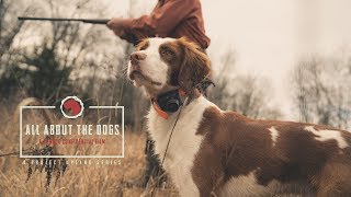 All About the Dogs  An American Brittany Story  Project Upland [upl. by Enrobialc602]