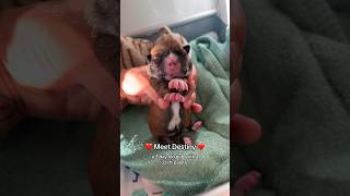 Destiny the cleft palate puppy [upl. by Napier]