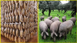 Black Pig Farming in Forest  Worlds Most Expensive Ham  Black Pig Jamón Processing Factory [upl. by Okram]