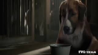 un perro increible pelicula completa en español latino [upl. by Cyprus]