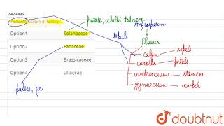 Perianth occurs in family [upl. by Margot659]