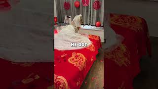 DOG MARRIAGE pets doglover funny animalstories cute dogs [upl. by Orravan]