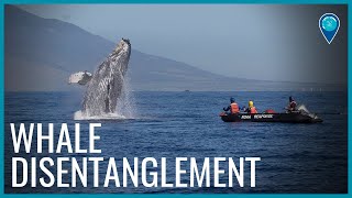 Whale Disentanglement in Hawaiian Islands Humpback Whale National Marine Sanctuary [upl. by Vittoria856]