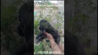 American Cocker Spaniel l Cocker Spaniel l Pets LoversPk cockerspanielworld [upl. by Hammond551]