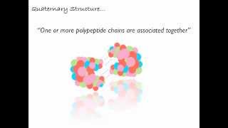 Levels of Polypeptide Protein Structure [upl. by Shanta]