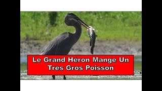 Le Grand Héron Mange Un Très Gros Poisson Serge ToniettoGiguère  Aventure Nature [upl. by Eecart936]