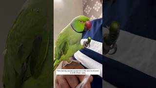 This family saved a parrot life and nurtured it with their care animalshorts [upl. by Nallaf549]