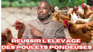 Réussissez l’ELEVAGE DES POULETS PONDEUSES en Afrique [upl. by Sllew]