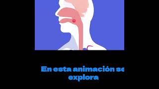 Animación del sistema digestivo ¿Cómo se mueven los alimentos a través del sistema digestivo [upl. by Berfield]