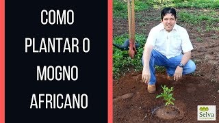 COMO PLANTAR MOGNO AFRICANO [upl. by Einnij]