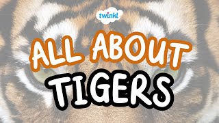 🐅 Tiger Facts for Kids  Fun Facts About Tigers  Twinkl USA [upl. by Jamin]