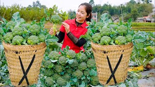 Harvesting Broccoli Goes To The Market Sell  Vegetable Care  Hanna Daily Life [upl. by Gaudette]