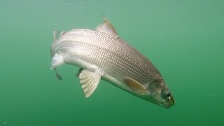 Fishing for Lake Whitefish in Washington [upl. by Asirahc]