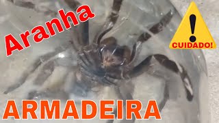 Aranha GIGANTE em posição de ataque Esse é o motivo do nome ARANHA ARMADEIRA [upl. by Sessilu113]