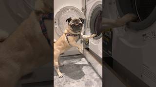 My Dog the Sock Thief 🤣 pugdog pugs pug dogshorts funnyanimals funnydogs shorts [upl. by Ethan499]