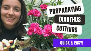 Propagating Dianthus From Cuttings Quick Guide [upl. by Belita791]