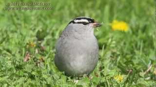 Whitecrowned Sparrow in Maine [upl. by Adnir148]