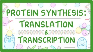 How are Proteins Made  Transcription and Translation Explained 66 [upl. by Bremser]