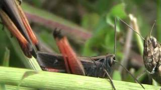 Grillo canterino  Singing Cricket [upl. by Anelas854]