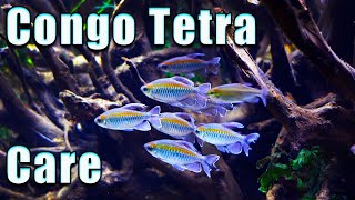 Why You NEED The Congo Tetra Care and Breeding [upl. by Bradway]