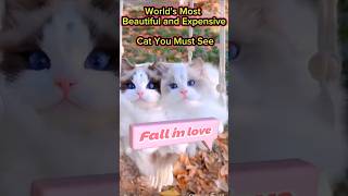 Worlds Most Beautiful and Expensive Cat You Must See catlover tiktok kitten shortscat [upl. by Lola233]