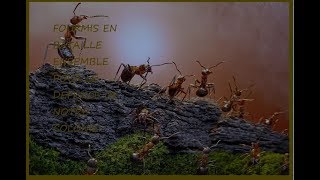 La Guerre des fourmis est lancer  DOCUMENTAIRE EN FRANCAIS [upl. by Aciria506]