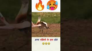 अगर पक्षियों के हाथ होते 🔥🥵 shorts youtubeshorts ytshorts [upl. by Angid]