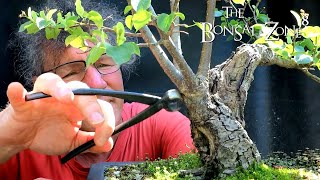 Pruning My Small Leaf linden The Bonsai Zone July 2021 [upl. by Mirabelle]